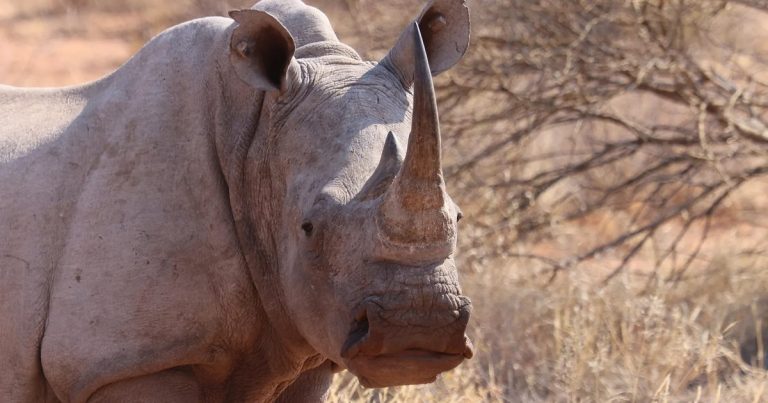 rhino-in-wild