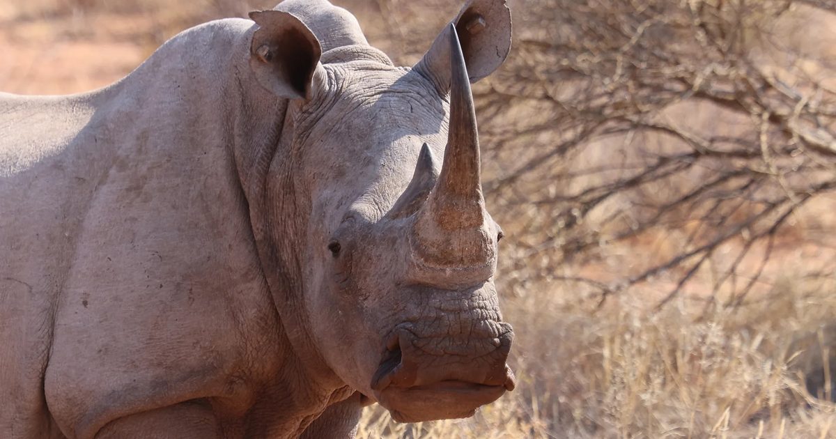 rhino-in-wild